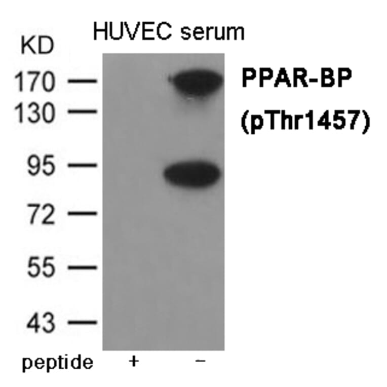 Western blot - PPAR-BP (Phospho-Thr1457) Antibody from Signalway Antibody (12023) - Antibodies.com