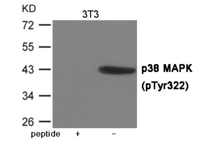 Western blot - p38 MAPK (Phospho-Tyr322) Antibody from Signalway Antibody (12038) - Antibodies.com