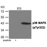Western blot - p38 MAPK (Phospho-Tyr322) Antibody from Signalway Antibody (12038) - Antibodies.com