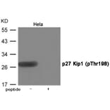 Western blot - p27 Kip1 (Phospho-Thr198) Antibody from Signalway Antibody (12047) - Antibodies.com