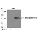 Western blot - p47 phox (Phospho-Ser359) Antibody from Signalway Antibody (12054) - Antibodies.com
