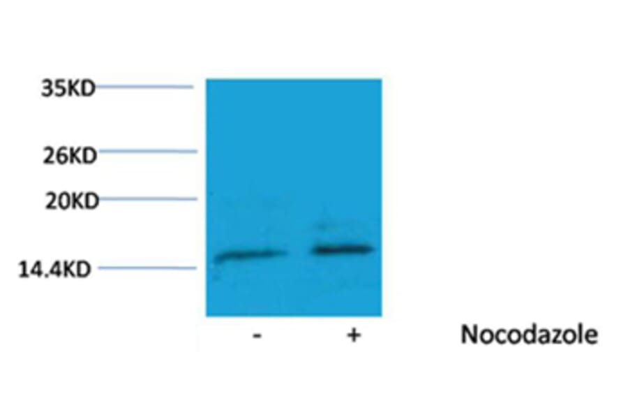 Western blot - Histone H3 (Phospho-Ser10) Rabbit Polyclonal Antibody from Signalway Antibody - Antibodies.com