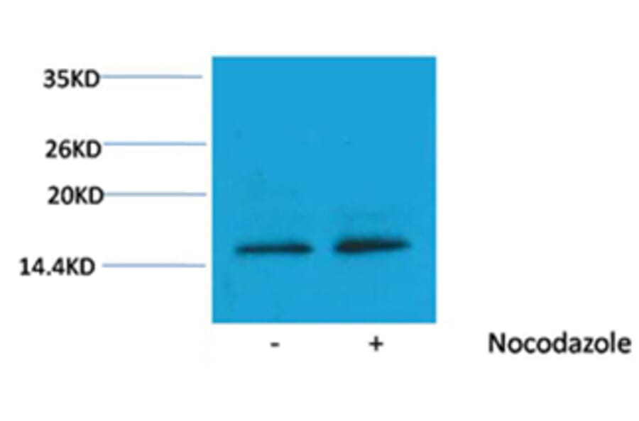 Western blot - Histone H3 (Phospho-Thr11) Rabbit Polyclonal Antibody from Signalway Antibody - Antibodies.com