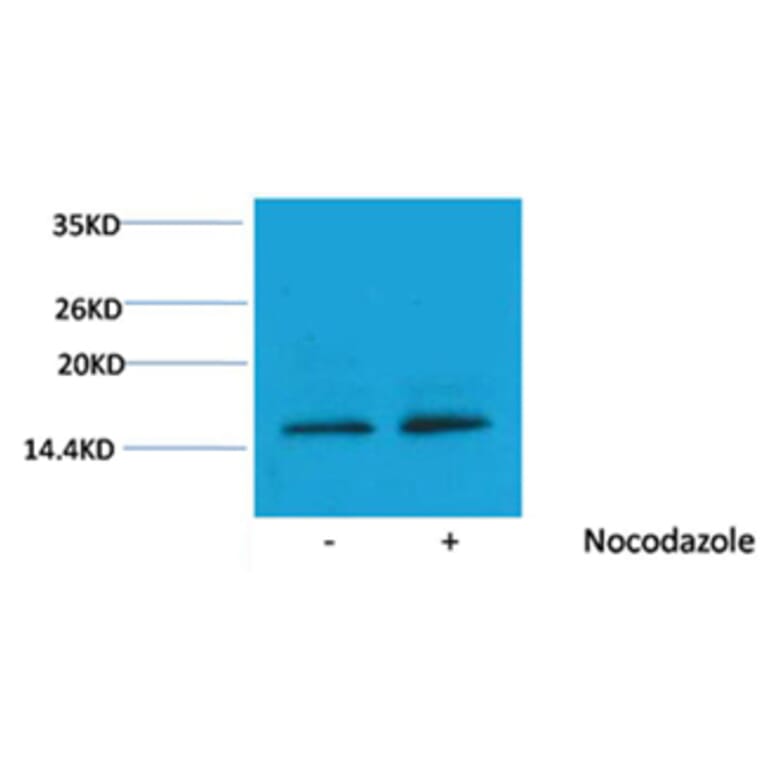 Western blot - Histone H3 (Phospho-Thr11) Rabbit Polyclonal Antibody from Signalway Antibody - Antibodies.com