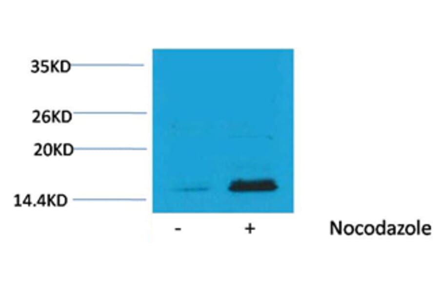 Western blot - Histone H3 (Phospho-Thr32) Rabbit Polyclonal Antibody from Signalway Antibody - Antibodies.com