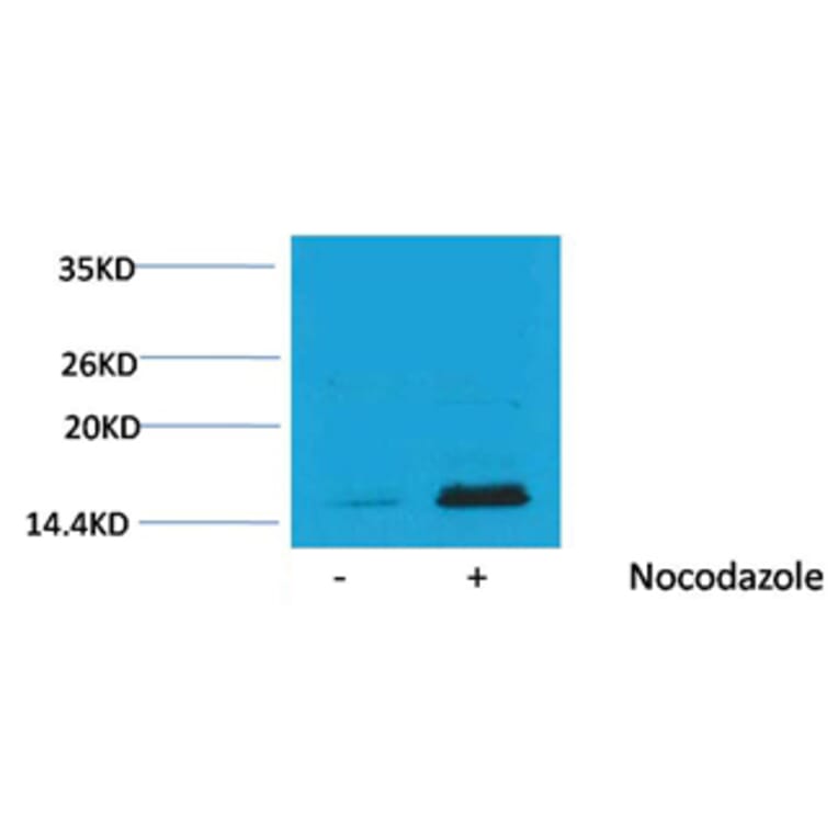 Western blot - Histone H3 (Phospho-Thr32) Rabbit Polyclonal Antibody from Signalway Antibody - Antibodies.com