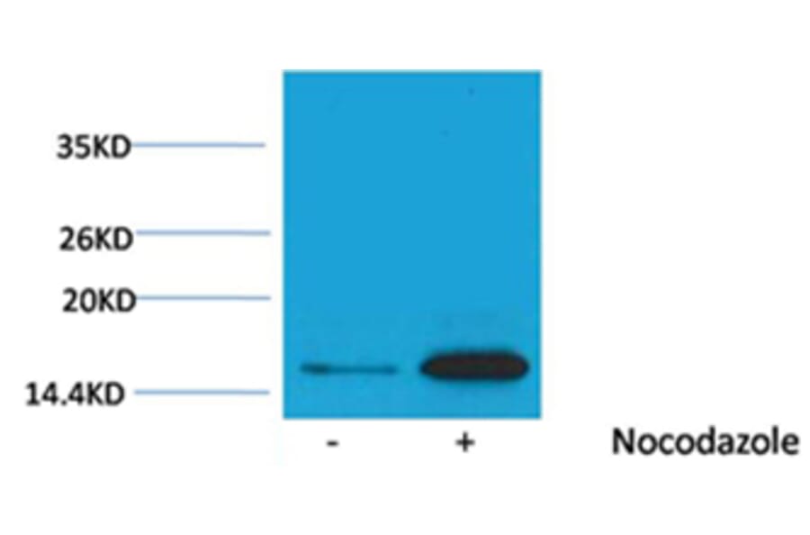 Western blot - Histone H3 (Phospho-Tyr41) Rabbit Polyclonal Antibody from Signalway Antibody - Antibodies.com