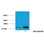 Western blot - Histone H3 (Phospho-Tyr41) Rabbit Polyclonal Antibody from Signalway Antibody - Antibodies.com