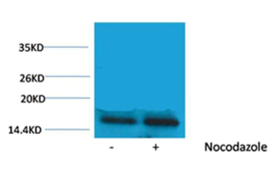 Western blot - Histone H3 (Phospho-Thr45) Rabbit Polyclonal Antibody from Signalway Antibody - Antibodies.com