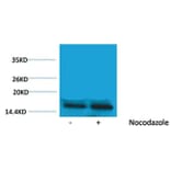 Western blot - Histone H3 (Phospho-Thr45) Rabbit Polyclonal Antibody from Signalway Antibody - Antibodies.com