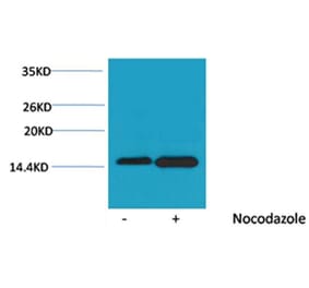 Western blot - Histone H4 (Phospho-Ser47) Rabbit Polyclonal Antibody from Signalway Antibody - Antibodies.com