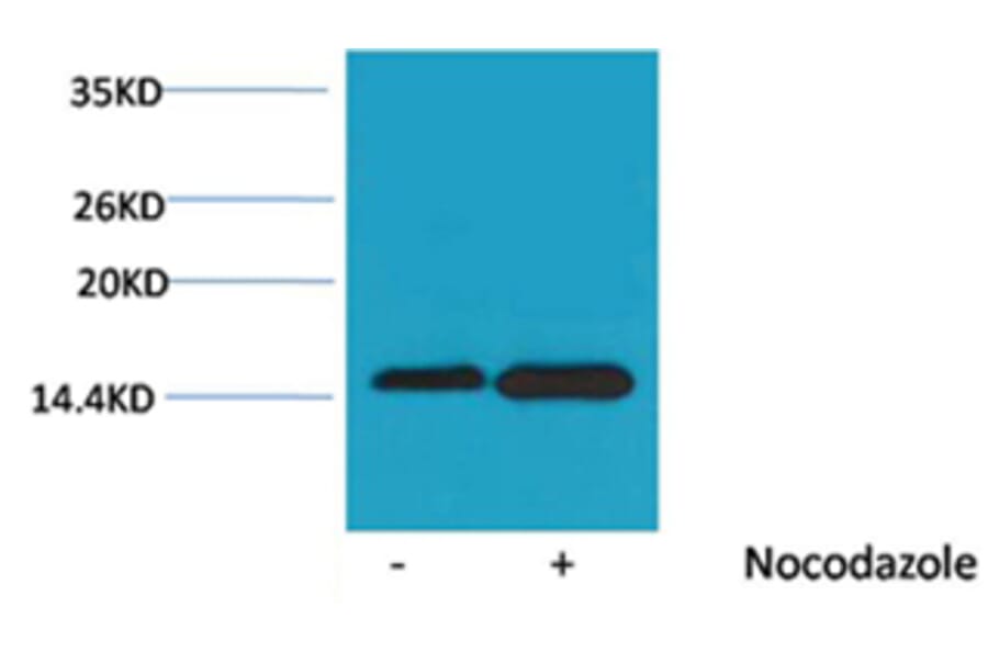 Western blot - Histone H4 (Phospho-Ser47) Rabbit Polyclonal Antibody from Signalway Antibody - Antibodies.com
