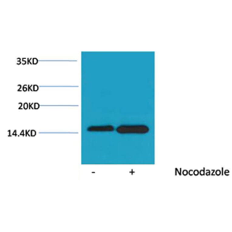 Western blot - Histone H4 (Phospho-Ser47) Rabbit Polyclonal Antibody from Signalway Antibody - Antibodies.com