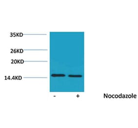 Western blot - Histone H4 (Phospho-Thr80) Rabbit Polyclonal Antibody from Signalway Antibody - Antibodies.com