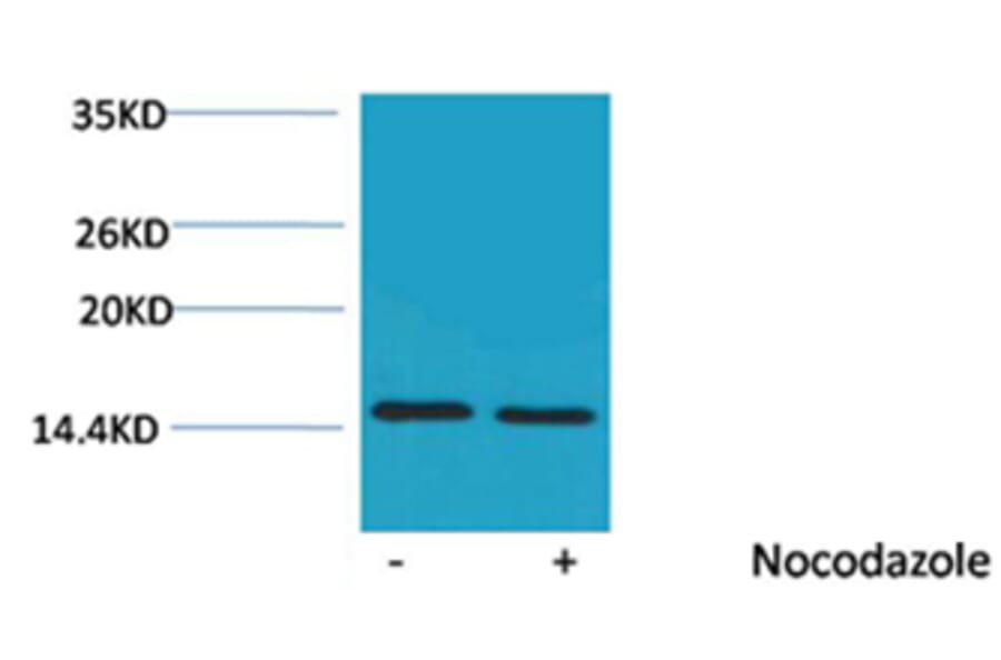 Western blot - Histone H4 (Phospho-Thr80) Rabbit Polyclonal Antibody from Signalway Antibody - Antibodies.com