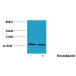 Western blot - Histone H4 (Phospho-Thr80) Rabbit Polyclonal Antibody from Signalway Antibody - Antibodies.com