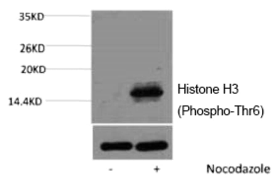 Western blot - Histone H3 (Phospho-Thr6) Polyclonal Antibody from Signalway Antibody (12176) - Antibodies.com