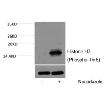 Western blot - Histone H3 (Phospho-Thr6) Polyclonal Antibody from Signalway Antibody (12176) - Antibodies.com