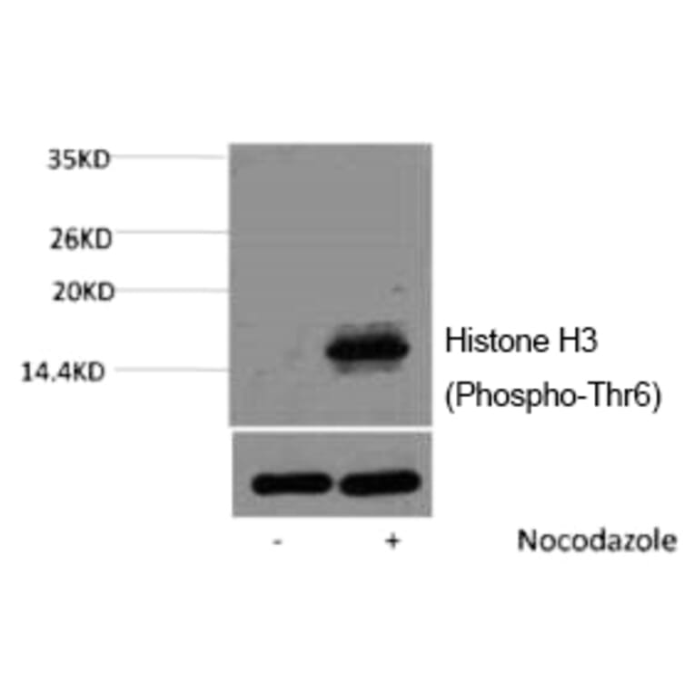 Western blot - Histone H3 (Phospho-Thr6) Polyclonal Antibody from Signalway Antibody (12176) - Antibodies.com