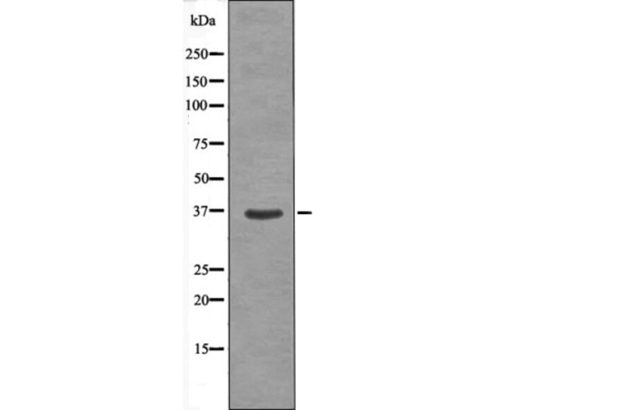 Western blot - PKAα CAT (Phospho-Ser338) Antibody from Signalway Antibody (12410) - Antibodies.com