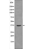 Western blot - PKAα CAT (Phospho-Ser338) Antibody from Signalway Antibody (12410) - Antibodies.com