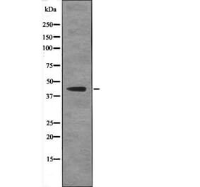 Western blot - Ataxin-3 (Phospho-Ser256) Antibody from Signalway Antibody (12574) - Antibodies.com