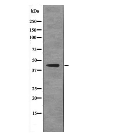Western blot - Ataxin-3 (Phospho-Ser256) Antibody from Signalway Antibody (12574) - Antibodies.com