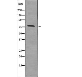Western blot - Calpain 2 (Phospho-Ser50) Antibody from Signalway Antibody (12582) - Antibodies.com
