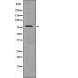 Western blot - Calpain 2 (Phospho-Ser50) Antibody from Signalway Antibody (12582) - Antibodies.com