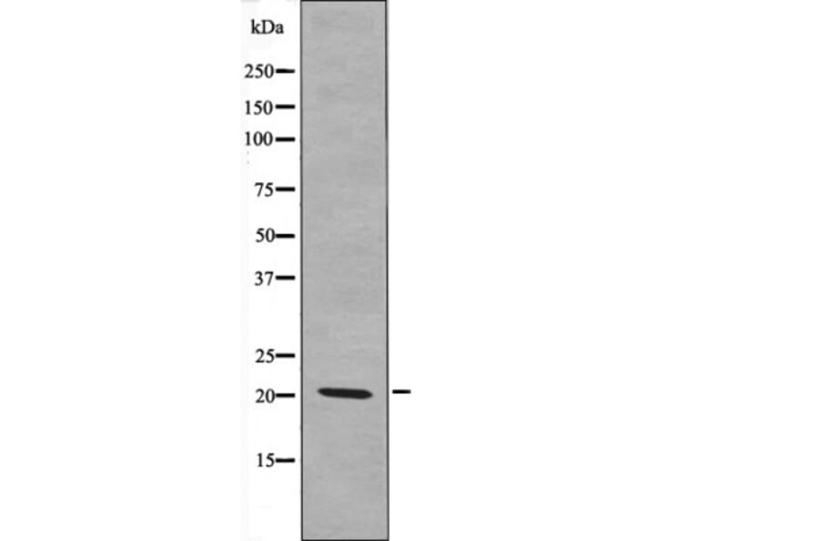 Western blot - p21 Cip1 (Phospho-Ser129) Antibody from Signalway Antibody (12621) - Antibodies.com