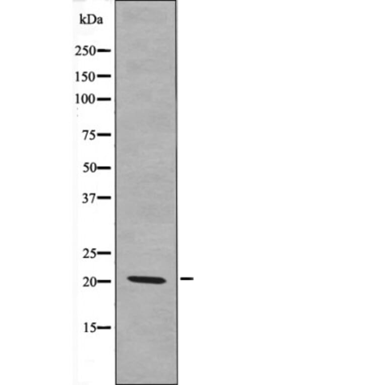 Western blot - p21 Cip1 (Phospho-Ser129) Antibody from Signalway Antibody (12621) - Antibodies.com