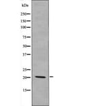 Western blot - p21 Cip1 (Phospho-Ser129) Antibody from Signalway Antibody (12621) - Antibodies.com