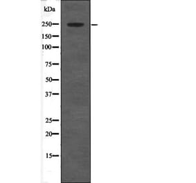 Western blot - CACNA1C (Phospho-Ser1927) Antibody from Signalway Antibody (12674) - Antibodies.com