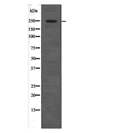 Western blot - CACNA1C (Phospho-Ser1927) Antibody from Signalway Antibody (12674) - Antibodies.com