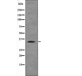 Western blot - Caspase 3 (Phospho-Ser26) Antibody from Signalway Antibody (12675) - Antibodies.com