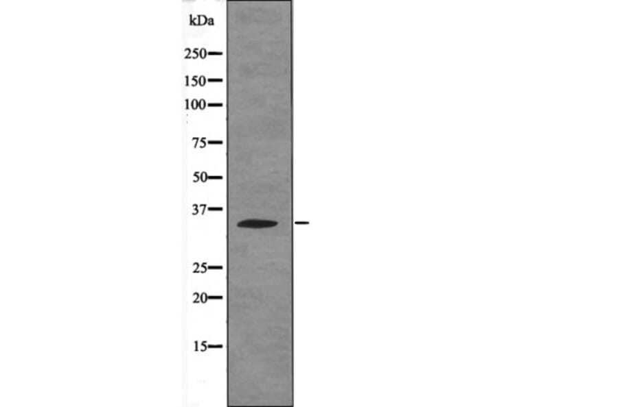 Western blot - Caspase 3 (Phospho-Ser26) Antibody from Signalway Antibody (12675) - Antibodies.com
