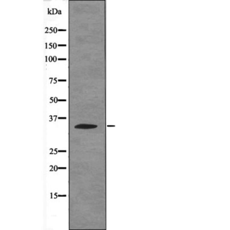 Western blot - Caspase 3 (Phospho-Ser26) Antibody from Signalway Antibody (12675) - Antibodies.com