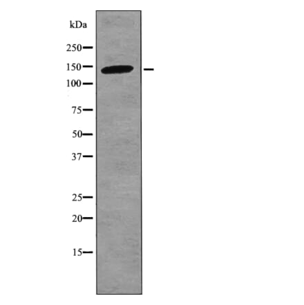 Western blot - Bamacan (Phospho-Ser1067) Antibody from Signalway Antibody (12744) - Antibodies.com