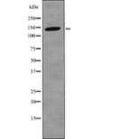 Western blot - Bamacan (Phospho-Ser1067) Antibody from Signalway Antibody (12744) - Antibodies.com