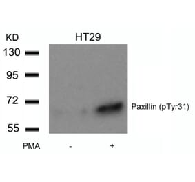Western blot - Paxillin (Phospho-Tyr31) Antibody from Signalway Antibody (11201) - Antibodies.com