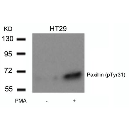 Western blot - Paxillin (Phospho-Tyr31) Antibody from Signalway Antibody (11201) - Antibodies.com