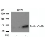 Western blot - Paxillin (Phospho-Tyr31) Antibody from Signalway Antibody (11201) - Antibodies.com