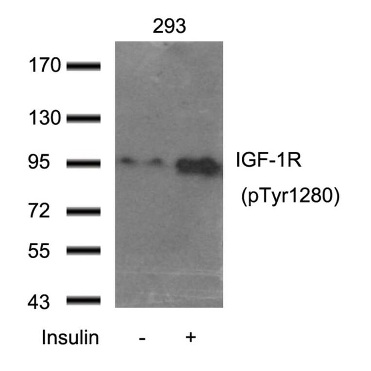 Western blot - IGF-1R (Phospho-Tyr1280) Antibody from Signalway Antibody (11302) - Antibodies.com