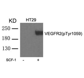 Western blot - VEGFR2 (phospho-Tyr1059) Antibody from Signalway Antibody (11531) - Antibodies.com