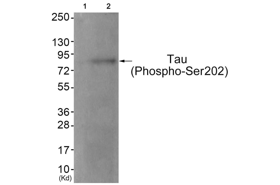 Western blot - Tau (Phospho-Ser202) Antibody from Signalway Antibody (11723) - Antibodies.com