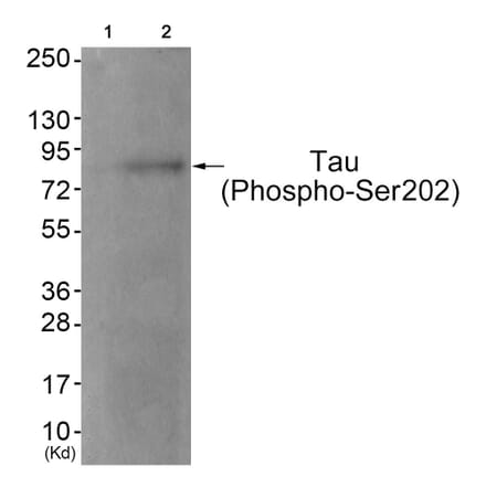 Western blot - Tau (Phospho-Ser202) Antibody from Signalway Antibody (11723) - Antibodies.com