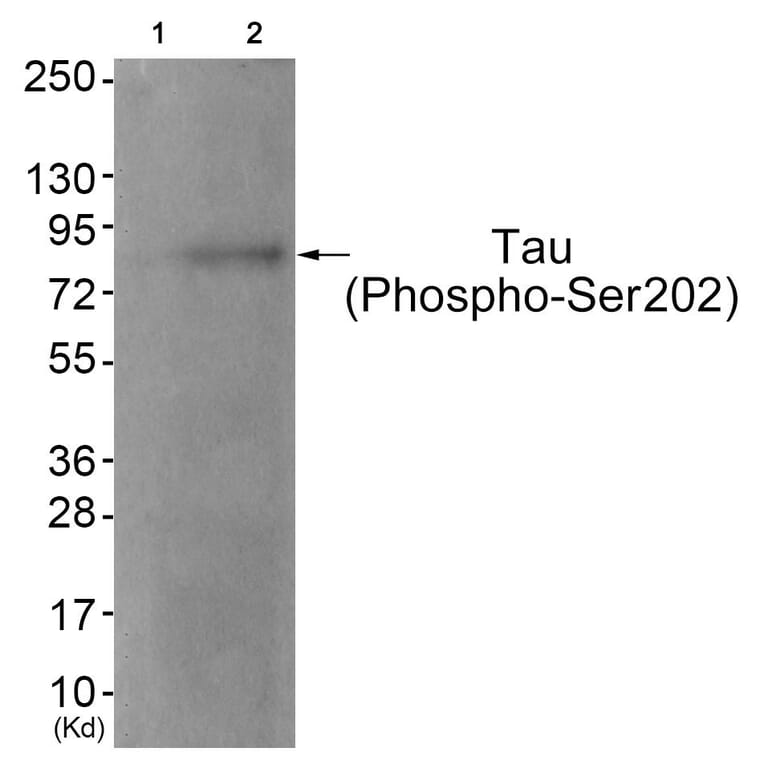 Western blot - Tau (Phospho-Ser202) Antibody from Signalway Antibody (11723) - Antibodies.com