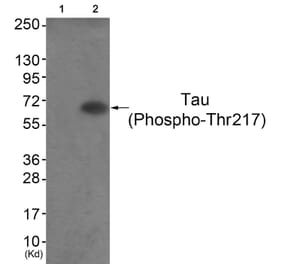 Western blot - Tau (Phospho-Thr217) Antibody from Signalway Antibody (11724) - Antibodies.com