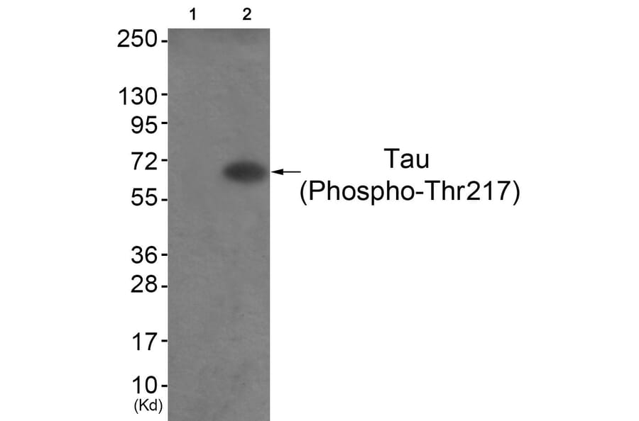Western blot - Tau (Phospho-Thr217) Antibody from Signalway Antibody (11724) - Antibodies.com
