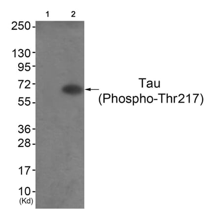 Western blot - Tau (Phospho-Thr217) Antibody from Signalway Antibody (11724) - Antibodies.com